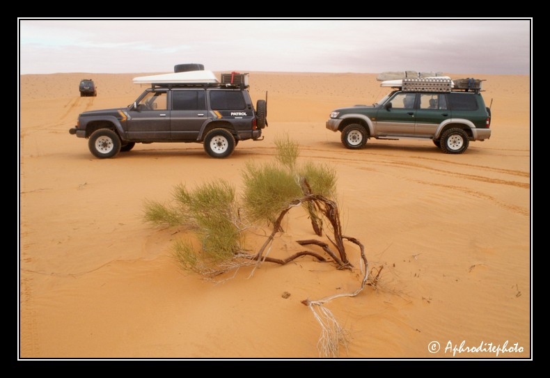 067 La verdure est rare dans cette mer de sable